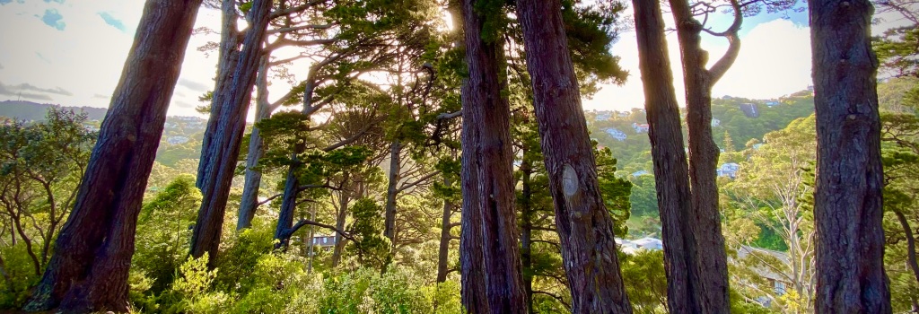 Looking down through the trees in Wellington Botanic Gardens as the sun sets over house-clad hills in the distance